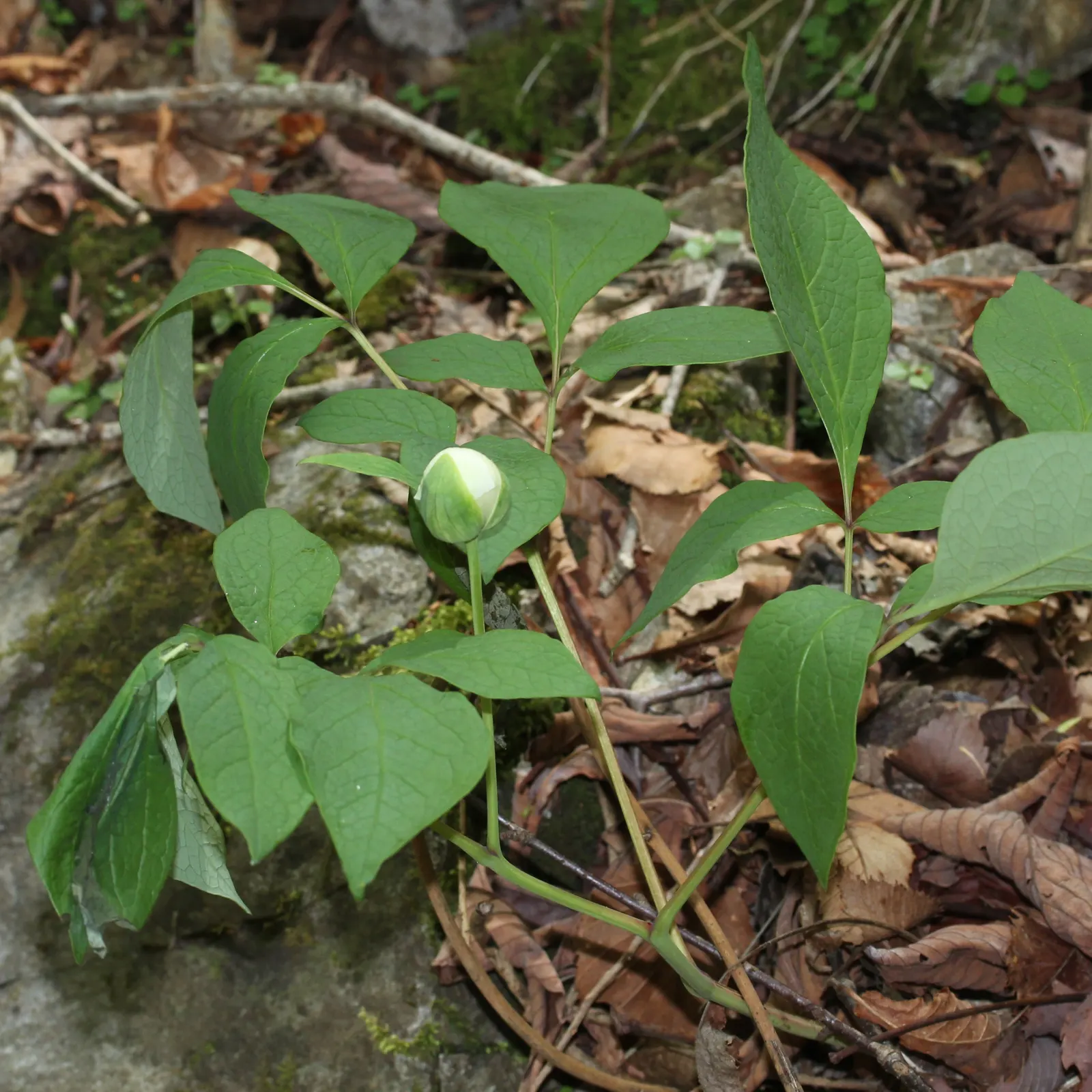 Obovate Peony (Paeonia Obovata) — although it tolerates light shade; belongs to the Paeoniaceae family and thrives in USDA Hardiness Zones 4, image 64