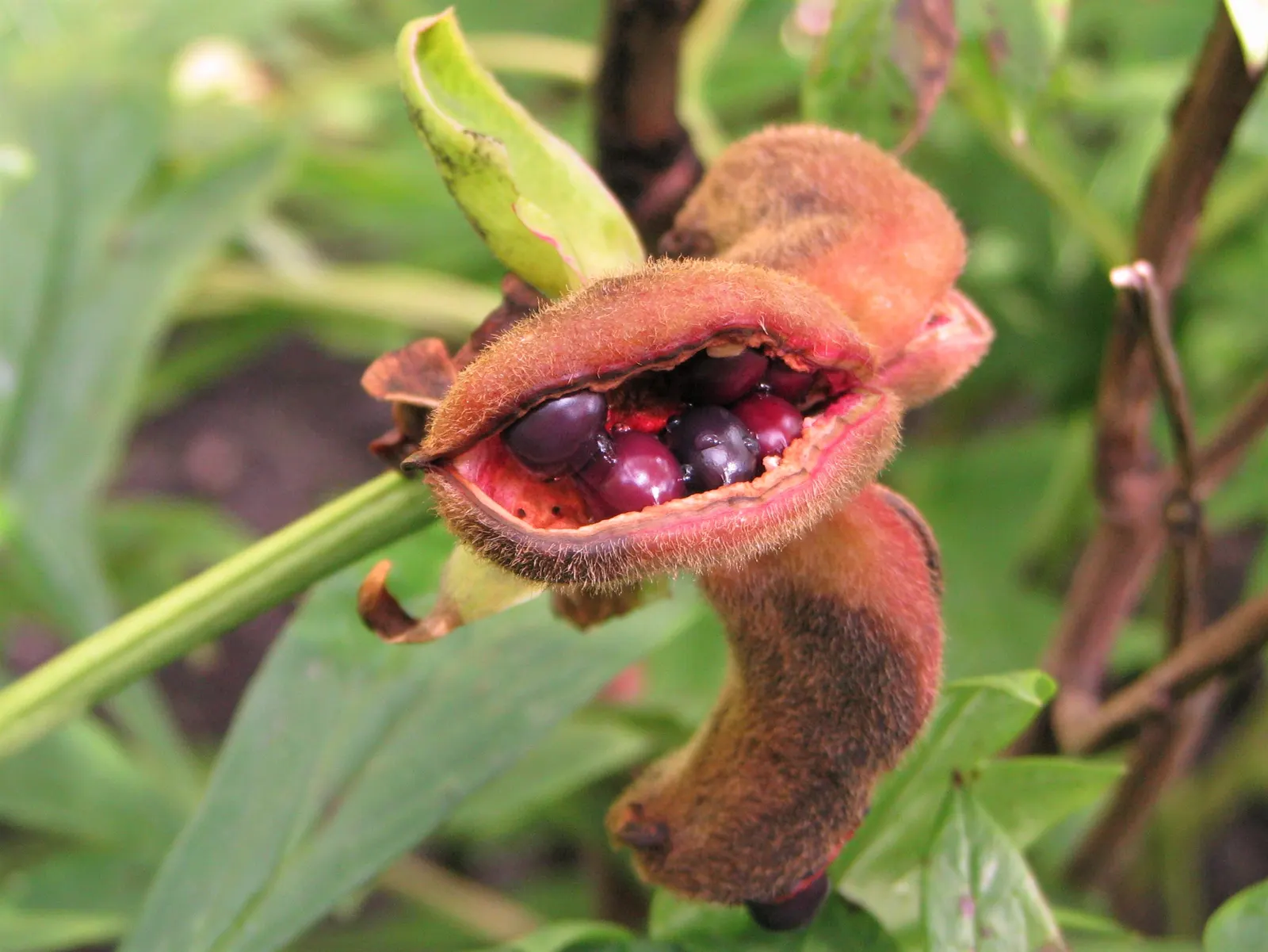 Obovate Peony (Paeonia Obovata) — Its unique leaves are broad