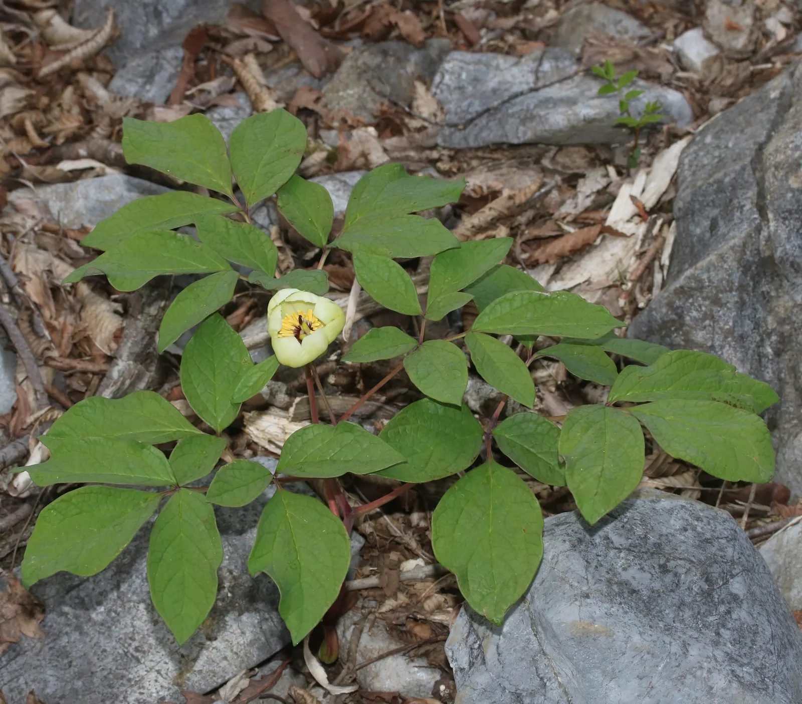 Obovate Peony (Paeonia Obovata) — It's also drought tolerant once established; this plant reveals single to semi-double