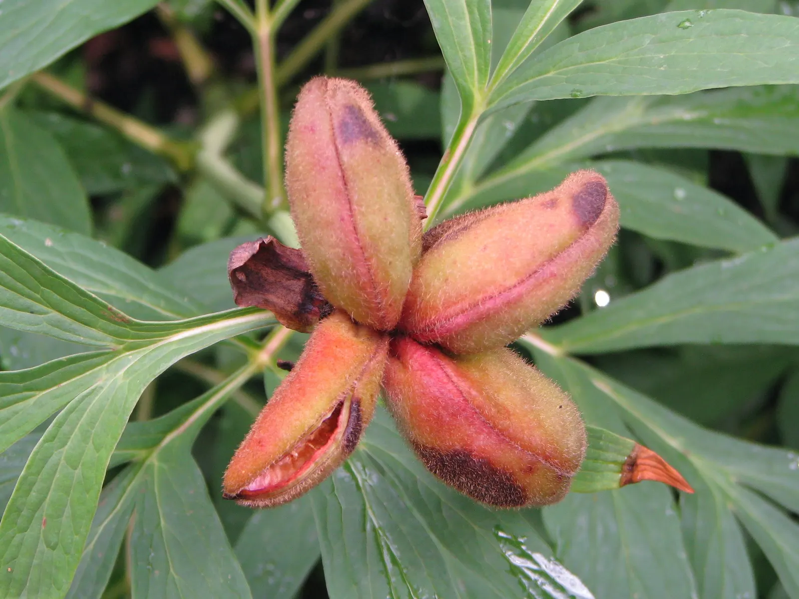 Obovate Peony (Paeonia Obovata) — it thrives in partial shade and well-drained soil