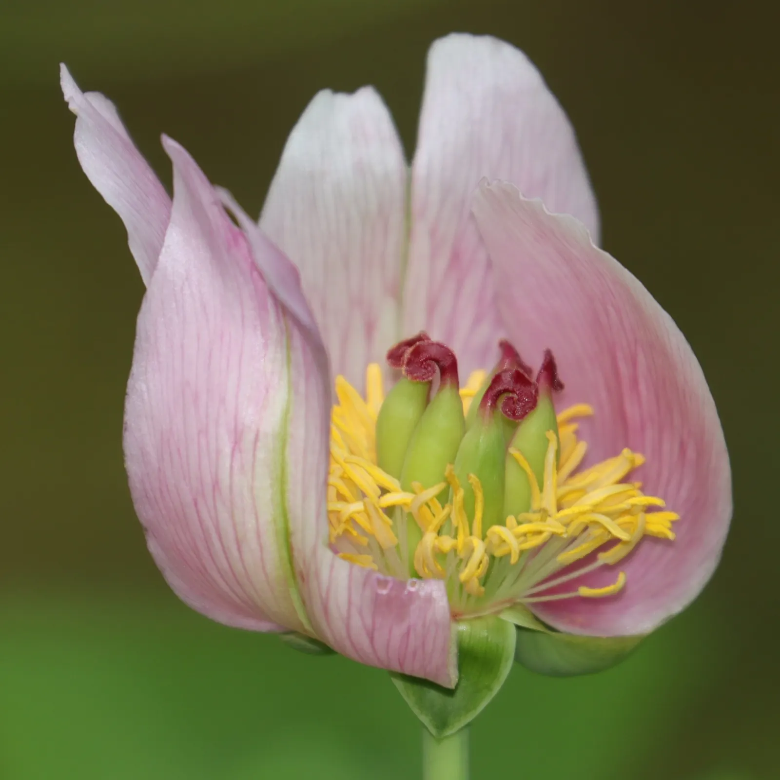 Obovate Peony (Paeonia Obovata) — although it tolerates light shade; belongs to the Paeoniaceae family and thrives in USDA Hardiness Zones 4 through 8