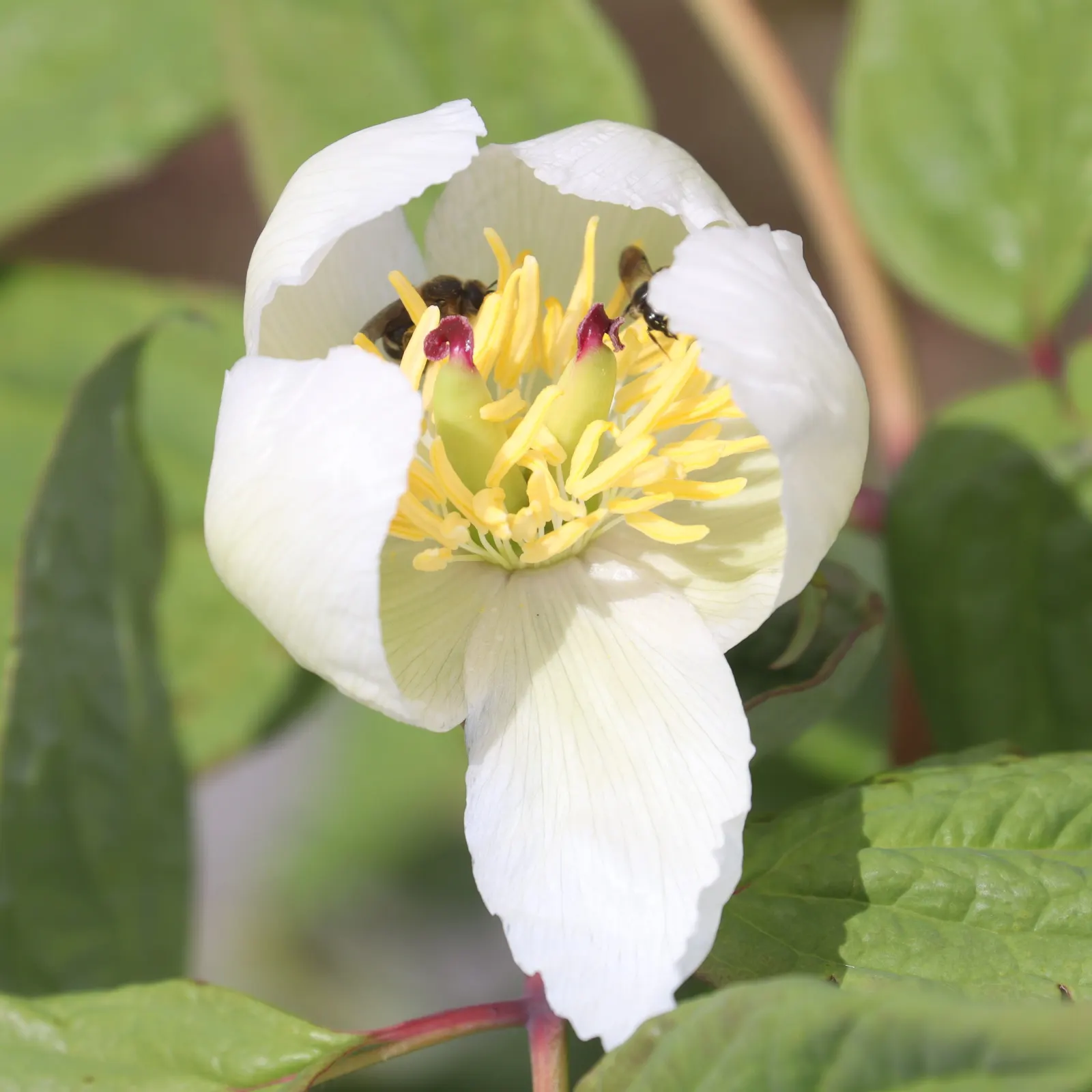 Obovate Peony (Paeonia Obovata) — demonstrating a resilience suitable for a variety of temperate climates.<br><br>Characteristically; providing a lush backdrop
