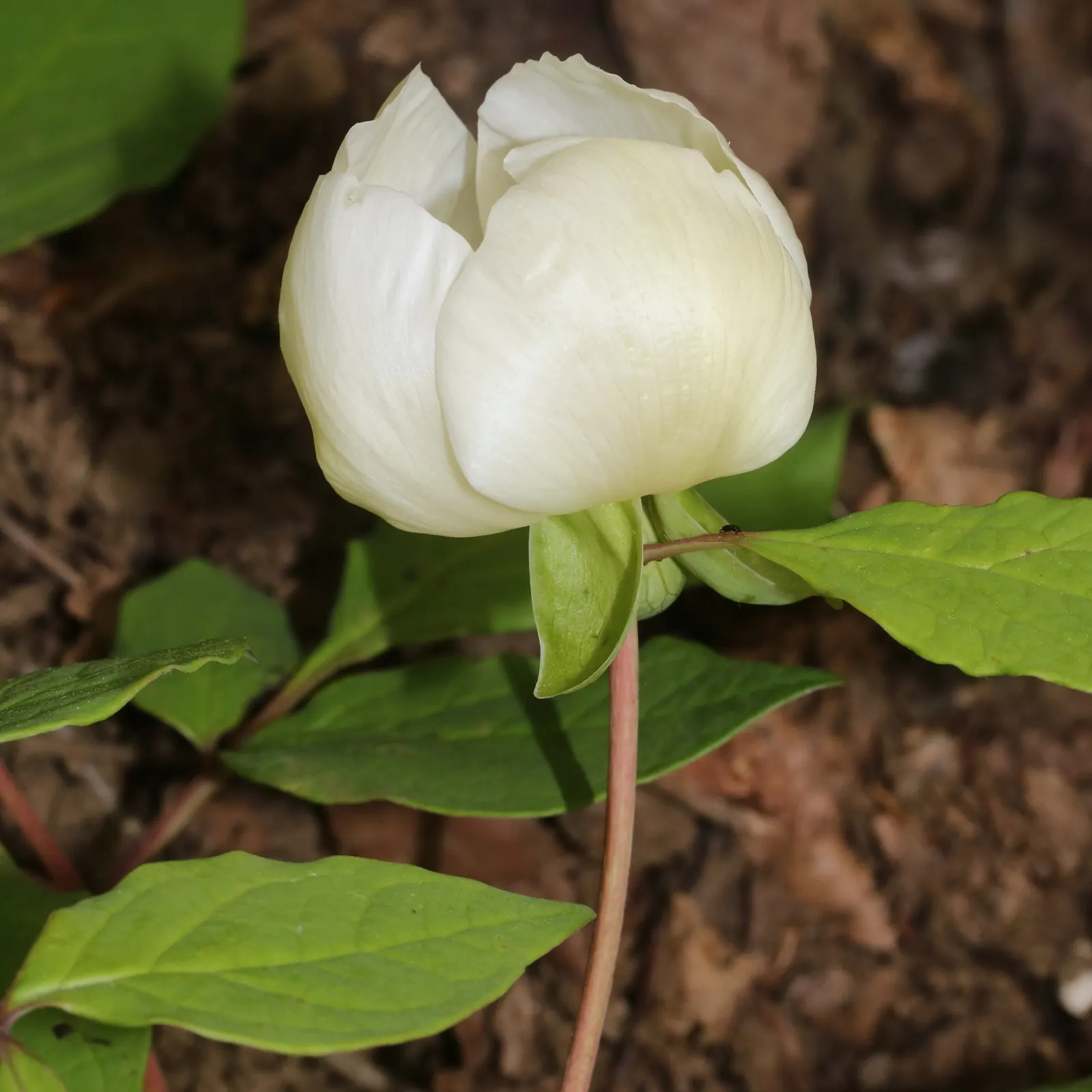 Obovate Peony (Paeonia Obovata) — and occasionally demonstrate a bluish-green hue; it's also drought tolerant once established