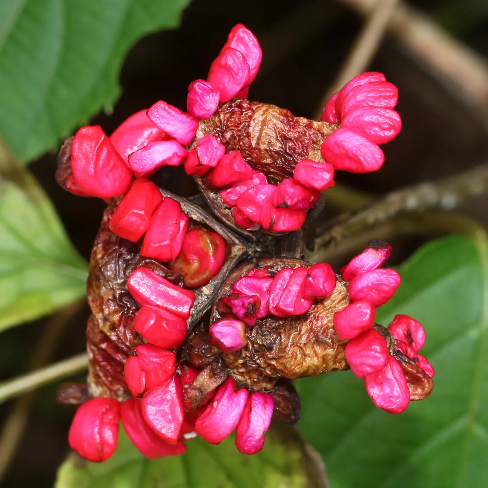 Obovate Peony (Paeonia Obovata) — commonly referred to as the Obovate Peony