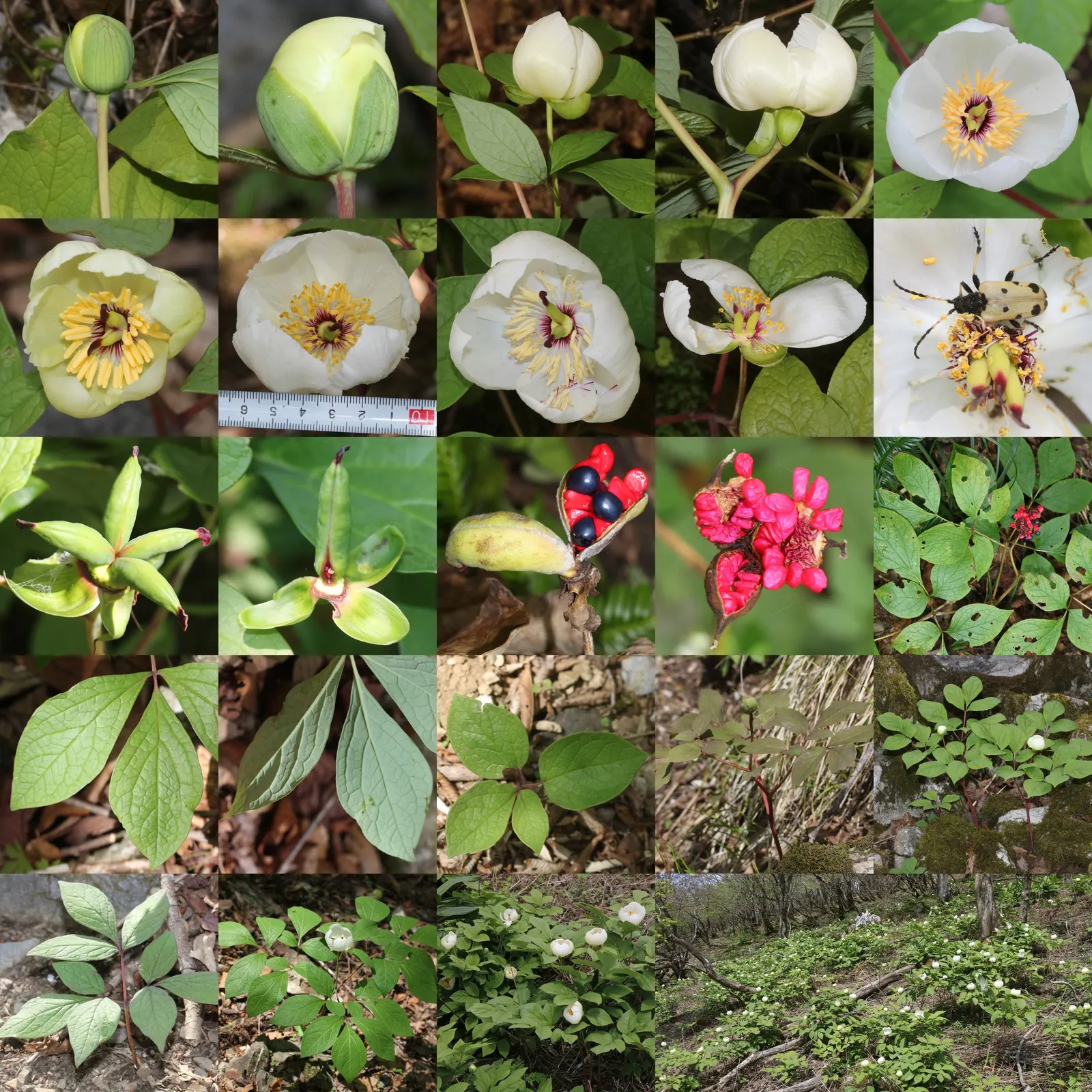 Obovate Peony (Paeonia Obovata) — cup-shaped blooms that generally span 2 to 4 inches across; it requires well-drained soil enriched with organic matter and a