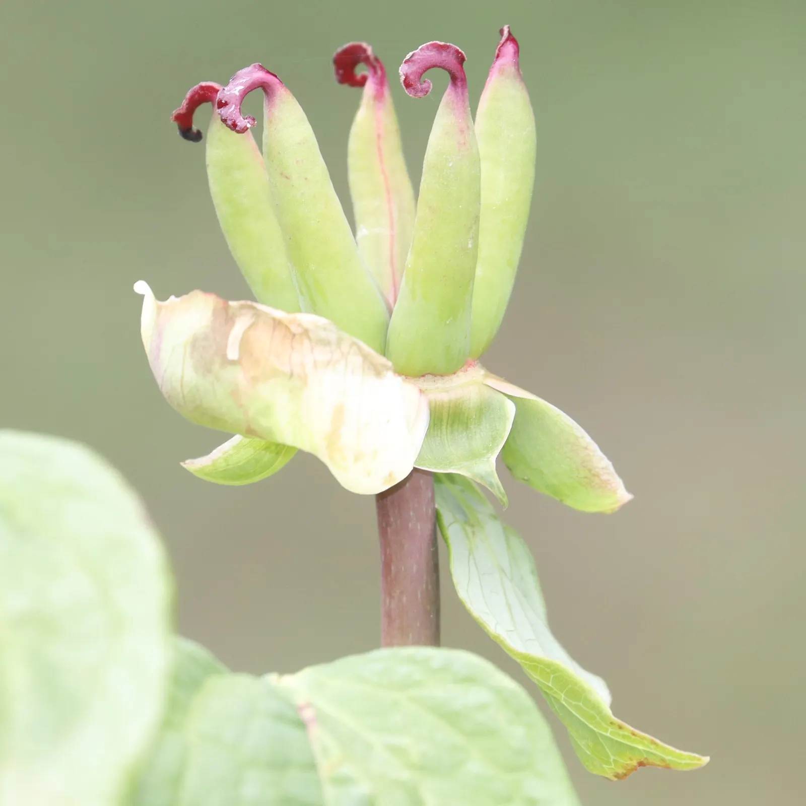 Obovate Peony (Paeonia Obovata) — making for an eye-catching mid-border or understory plant; it thrives in partial shade and well-drained soil