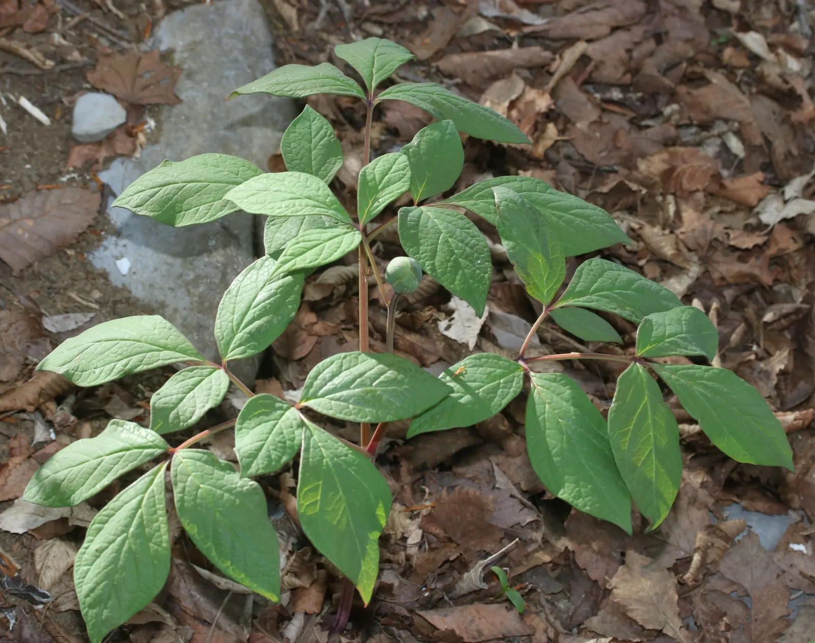 Obovate Peony (Paeonia Obovata) — commonly referred to as the Obovate Peony; perennial for full