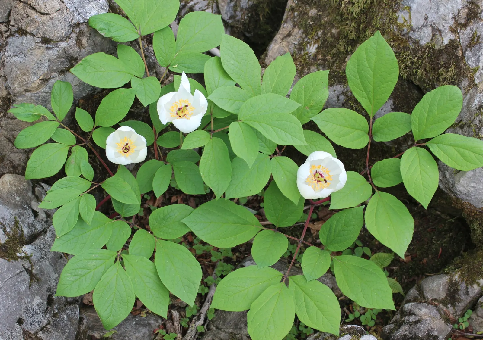 Obovate Peony (Paeonia Obovata) — reaching up to 18-24 inches in height with a similar spread; cup-shaped blooms that generally span 2 to 4 inches, image 52