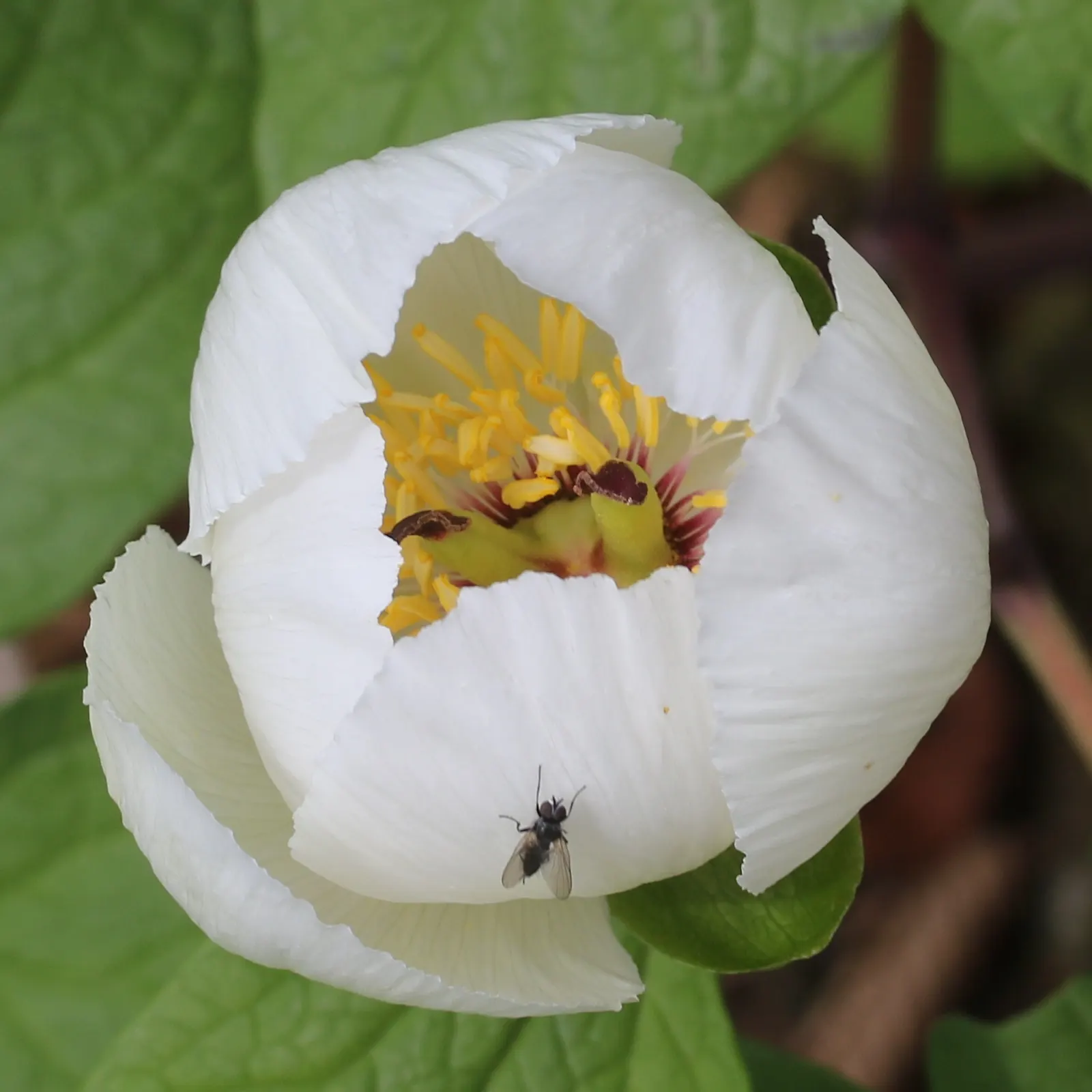 Obovate Peony (Paeonia Obovata) — making for an eye-catching mid-border or understory plant