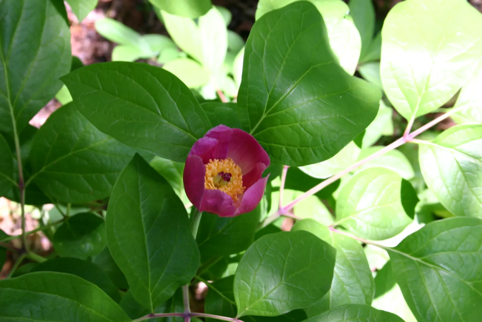 Obovate Peony (Paeonia Obovata) — this plant reveals single to semi-double; the Obovate Peony reaches a mature height ranging from 16 to 24 inches, image 61