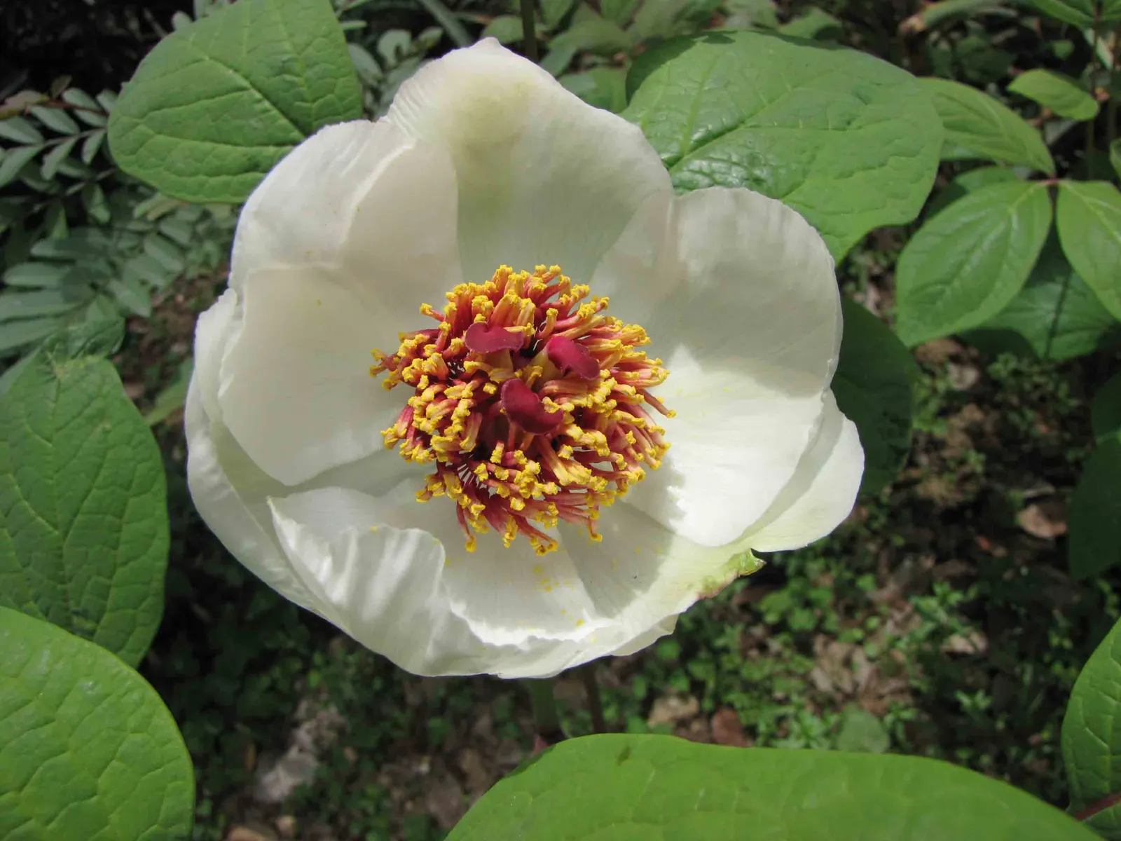 Obovate Peony (Paeonia Obovata) — belongs to the Paeoniaceae family and thrives in USDA Hardiness Zones 4 through 8; commonly referred to as the, image 54