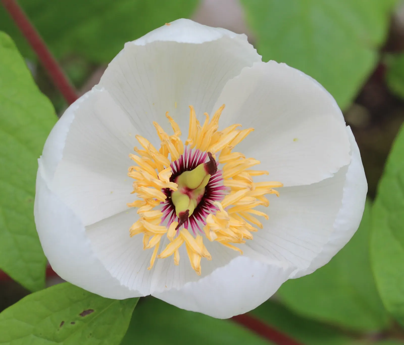 Obovate Peony (Paeonia Obovata) — providing a lush backdrop for its late-spring to early-summer blossoms.<br><br>Upon flowering; ranging from white, image 60