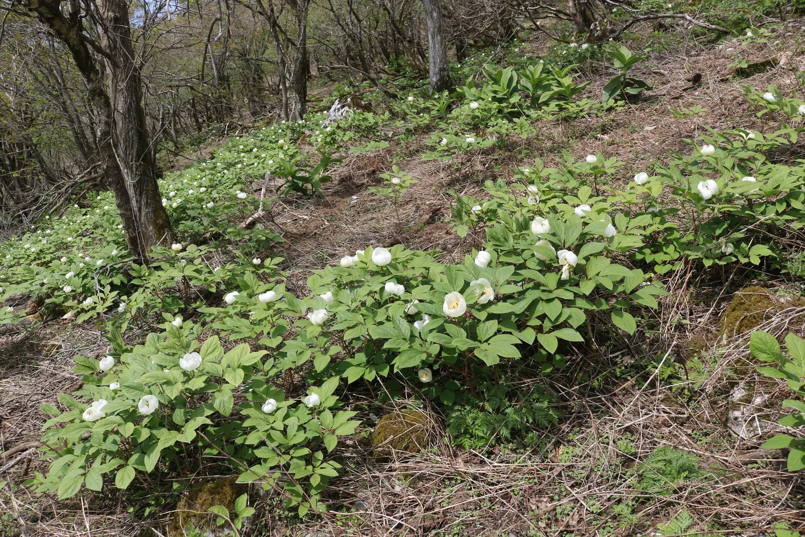 Obovate Peony (Paeonia Obovata) — Its unique leaves are broad, image 58