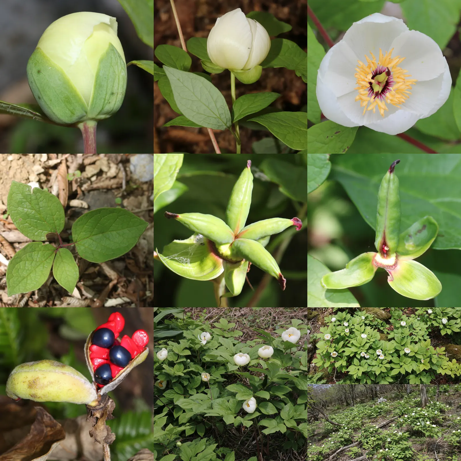 Obovate Peony (Paeonia Obovata) — The Obovate Peony (Paeonia obovata) is a graceful perennial valued for its striking blooms and lush foliage, image 47