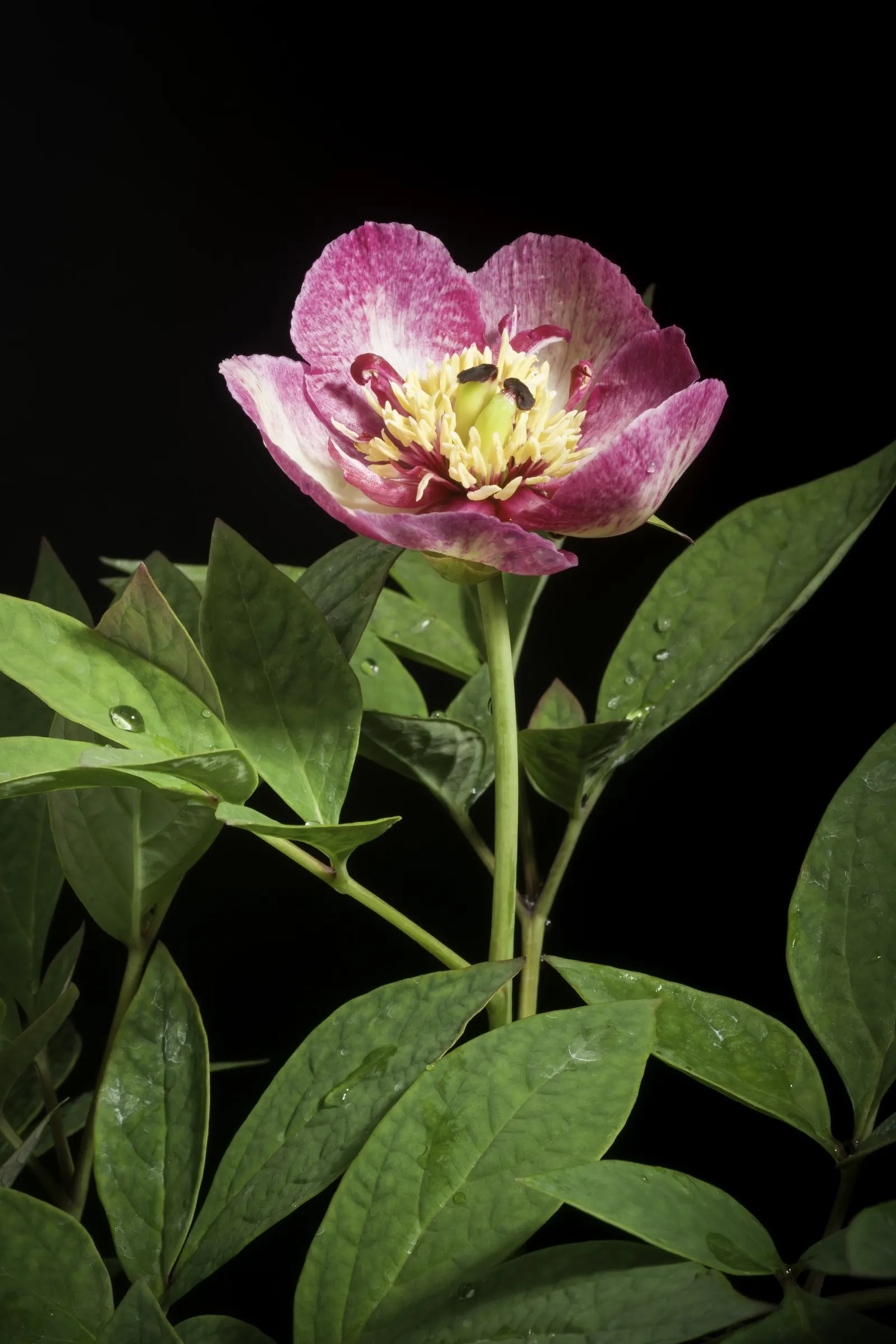 Obovate Peony (Paeonia Obovata) — Its unique leaves are broad, image 35