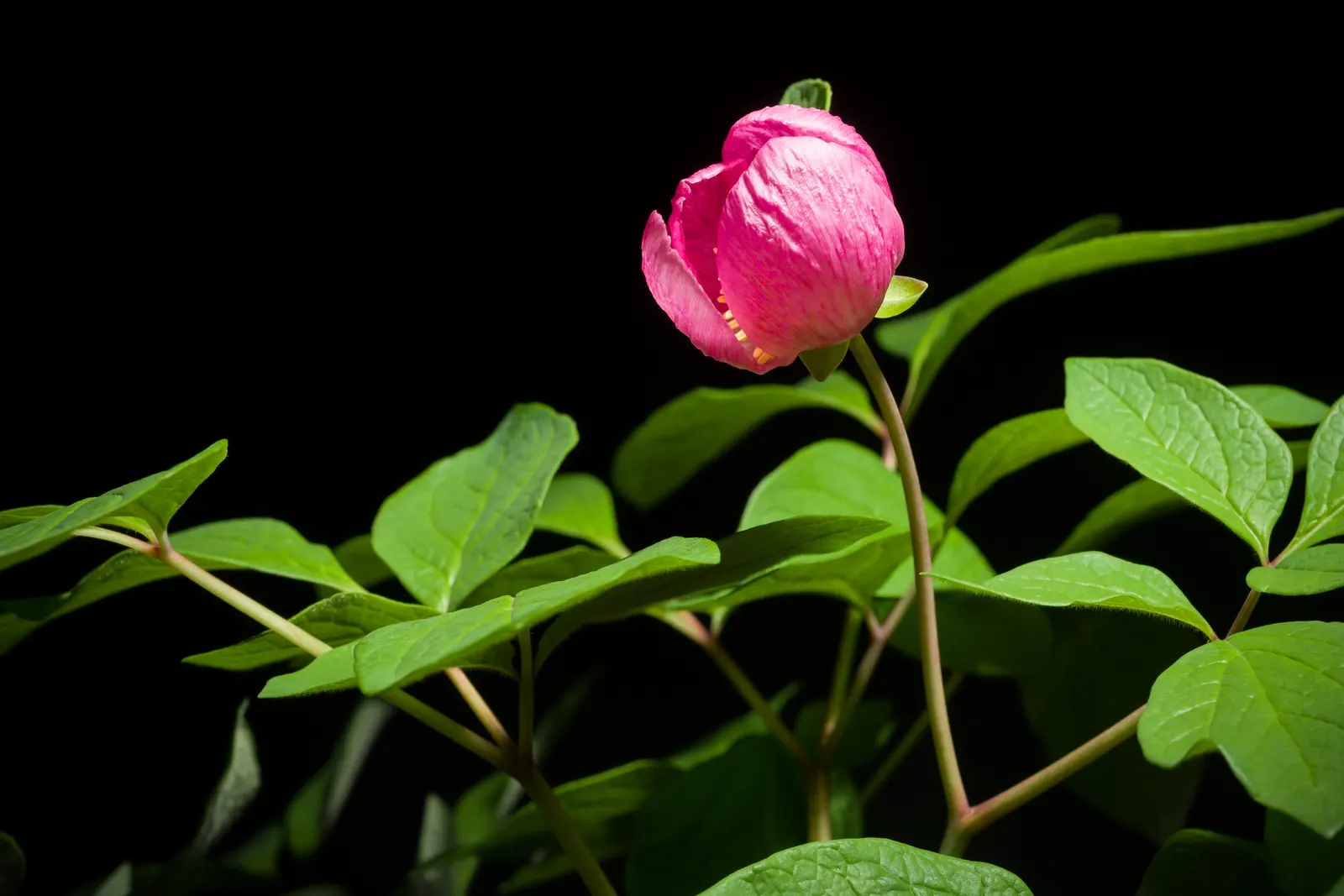 Obovate Peony (Paeonia Obovata) — and occasionally demonstrate a bluish-green hue