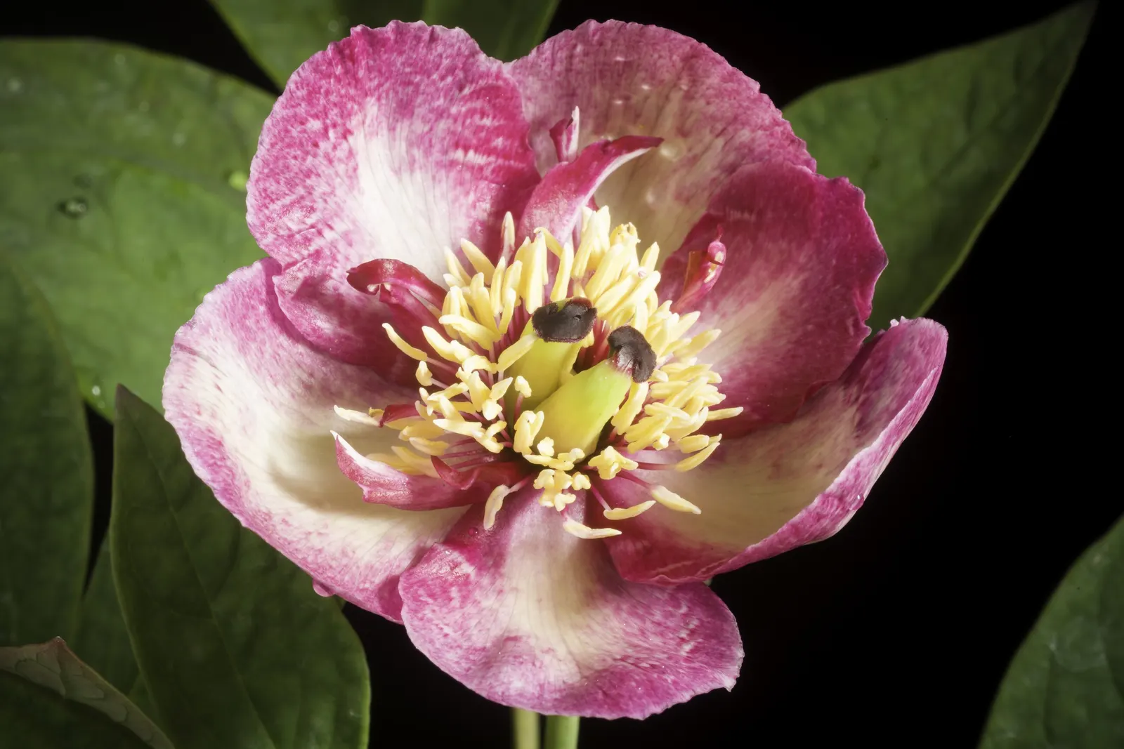 Obovate Peony (Paeonia Obovata) — ranging from white to pink; although it tolerates light shade