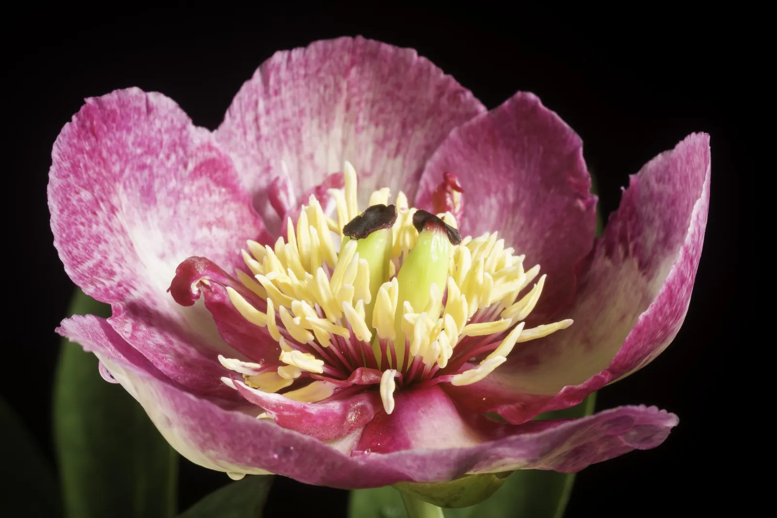 Obovate Peony (Paeonia Obovata) — reaching up to 18-24 inches in height with a similar spread; cup-shaped blooms that generally span 2 to 4 inches across