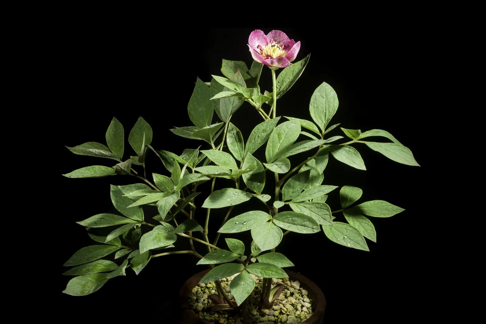 Obovate Peony (Paeonia Obovata) — red flowers in the garden; reaching up to 18-24 inches in height with a similar spread