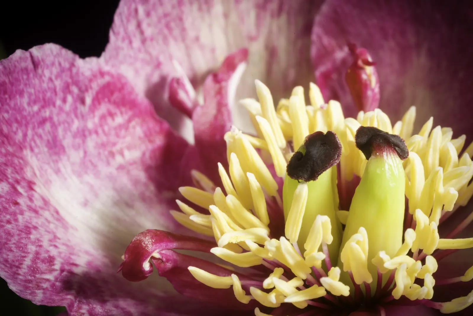 Obovate Peony (Paeonia Obovata) — it requires well-drained soil enriched with organic matter and a position that gets partial to full sunlight; the Obovate
