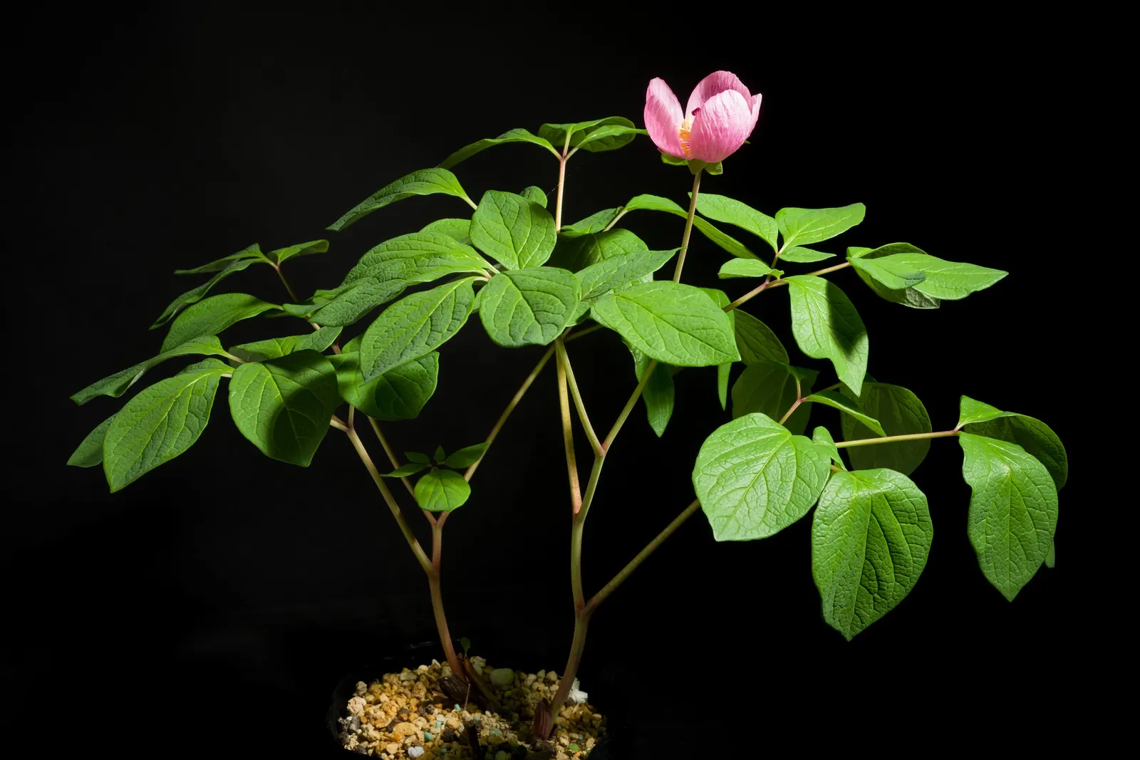 Obovate Peony (Paeonia Obovata) — red flowers in the garden