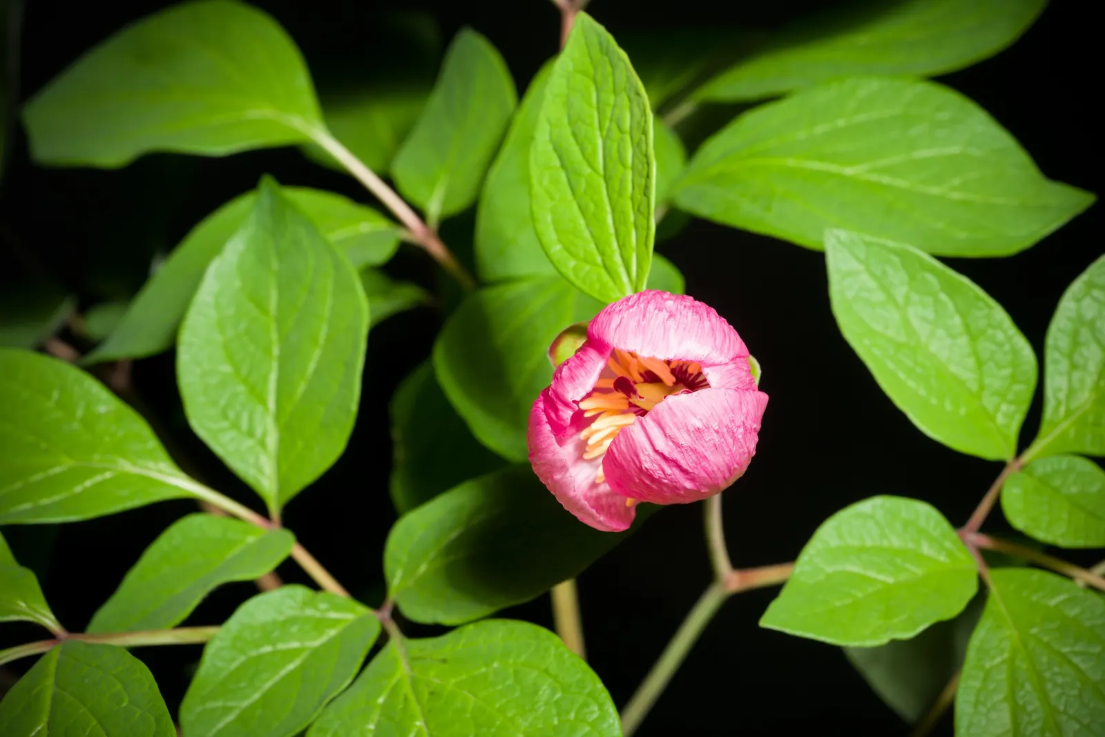 Obovate Peony (Paeonia Obovata) — although it tolerates light shade