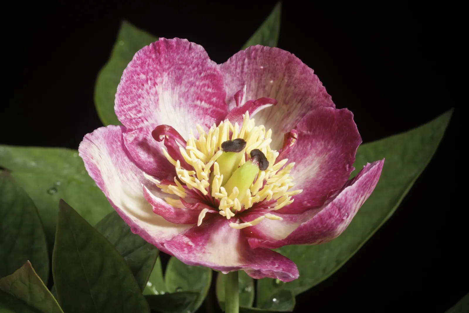 Obovate Peony (Paeonia Obovata) — The Obovate Peony (Paeonia obovata) is a graceful perennial valued for its striking blooms and lush foliage