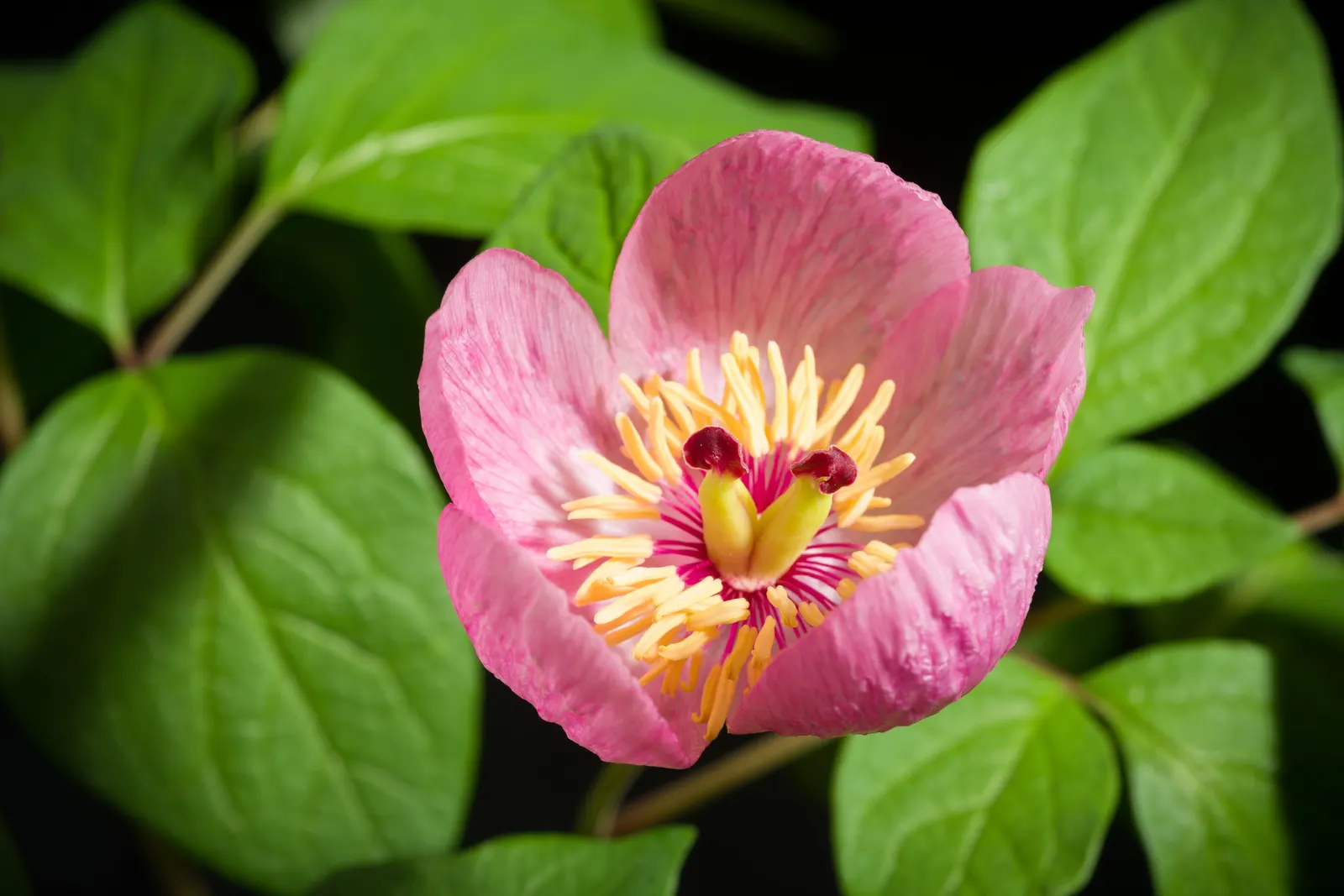 Obovate Peony (Paeonia Obovata) — demonstrating a resilience suitable for a variety of temperate climates.<br><br>Characteristically