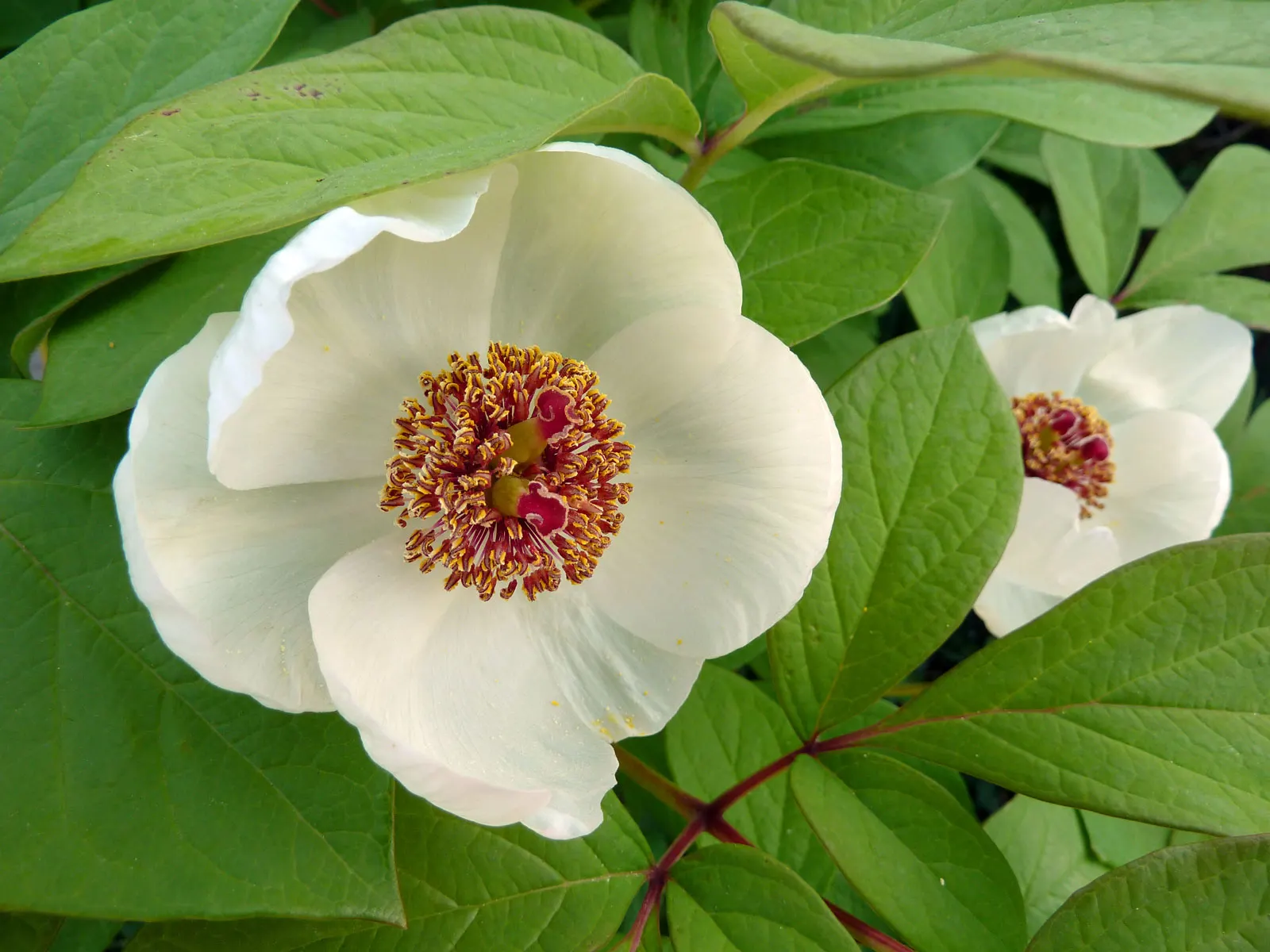 Obovate Peony (Paeonia Obovata) — perennial for full; contributing both elegance and ecological benefits as it attracts essential pollinators