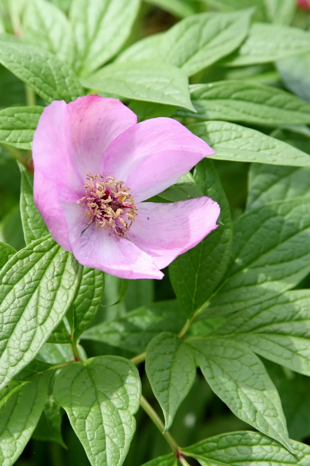Obovate Peony (Paeonia Obovata) — the Obovate Peony reaches a mature height ranging from 16 to 24 inches; red flowers in the garden, image 56