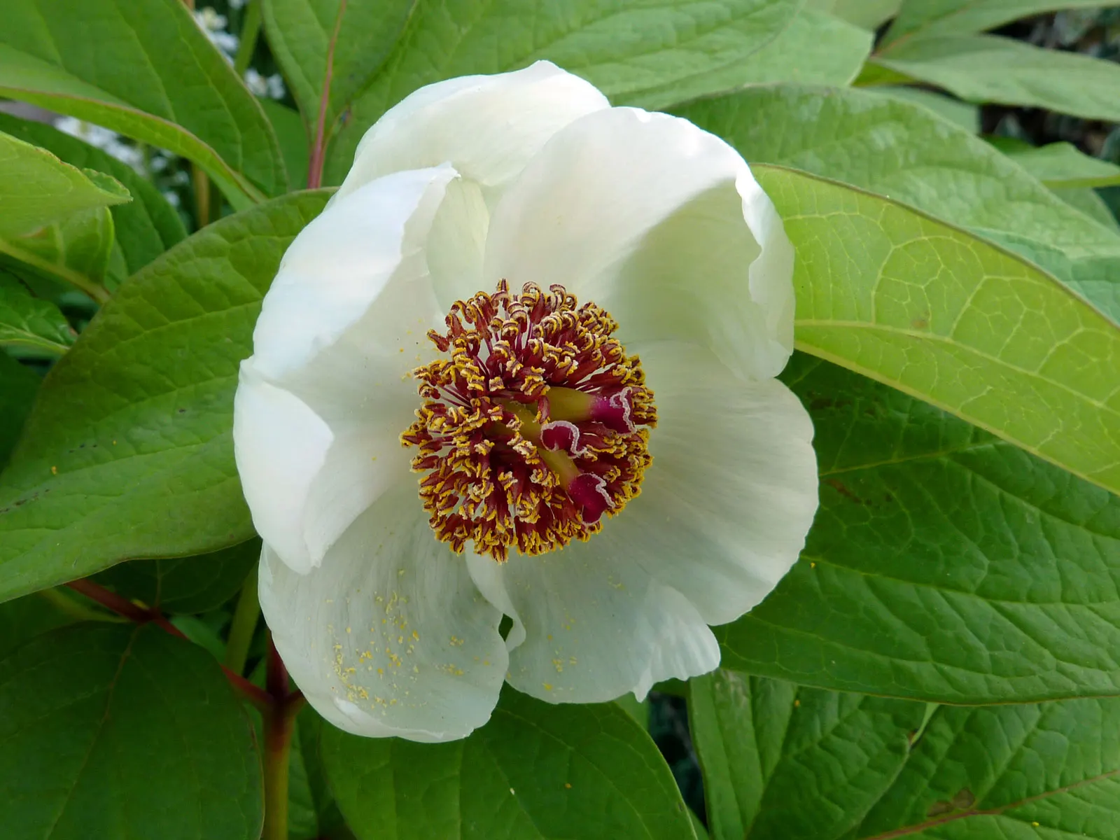 Obovate Peony (Paeonia Obovata) — often with a central burst of yellow stamens; bowl-shaped flowers in spring, image 50