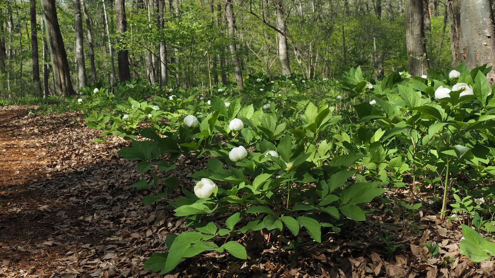Obovate Peony (Paeonia Obovata) — making for an eye-catching mid-border or understory plant; it thrives in partial shade and well-drained soil, image 57