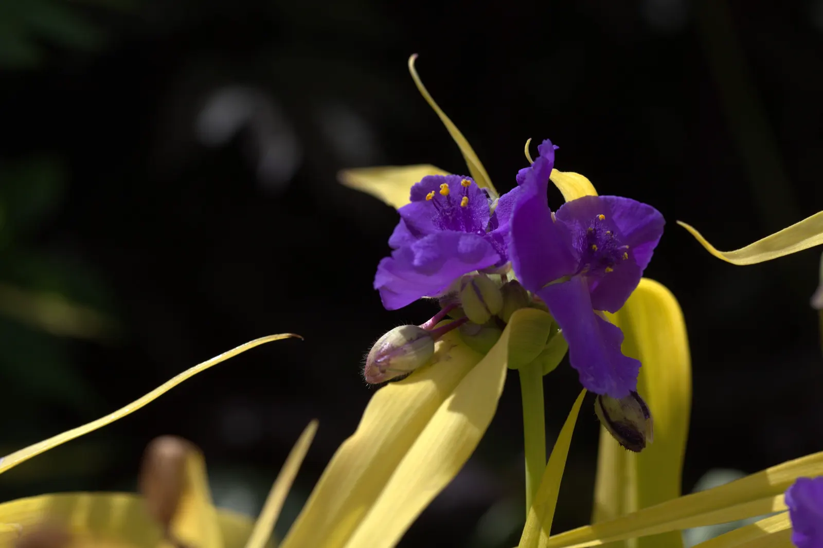 Sweet Kate Spiderwort (Tradescantia 'Sweet Kate') — Thriving in USDA zones 4-9, this hardy perennial prefers part shade and moist, well-draining soil