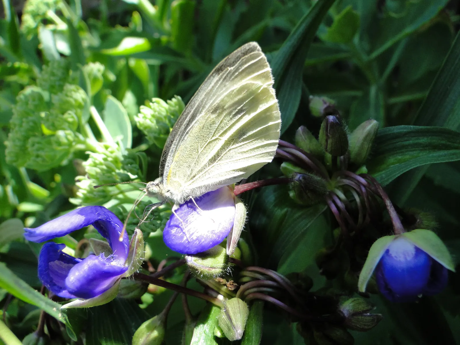 Sweet Kate Spiderwort (Tradescantia 'Sweet Kate') — 'Sweet Kate' blooms from late spring to midsummer