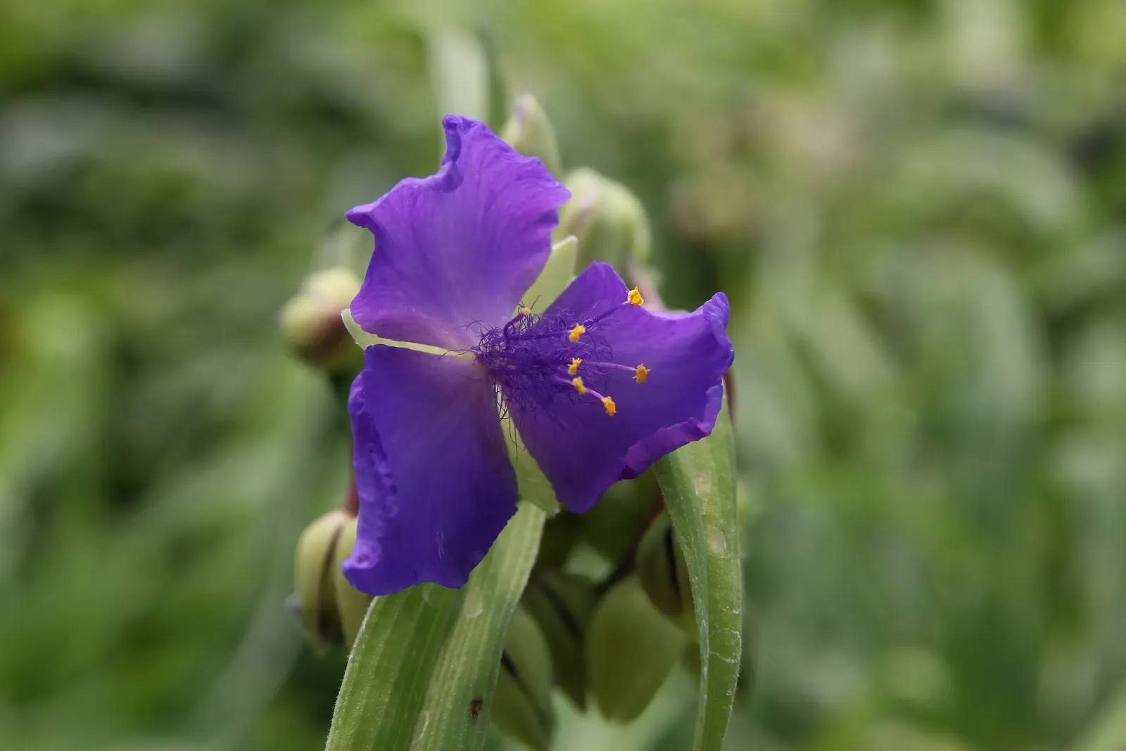 Sweet Kate Spiderwort (Tradescantia 'Sweet Kate') — <br><br>For those looking to maintain the plant's size and shape