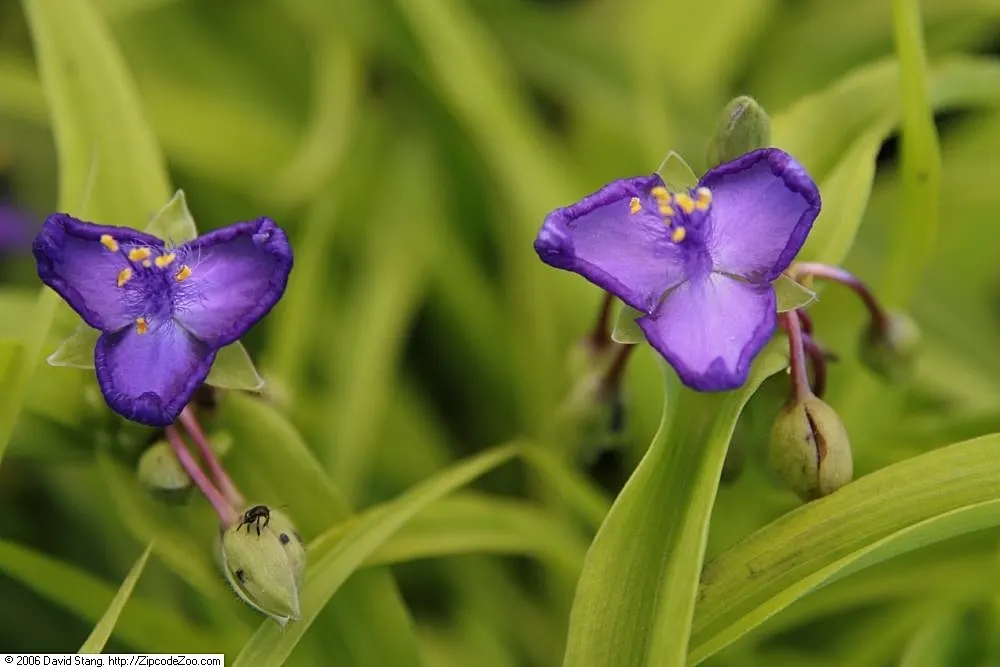 Sweet Kate Spiderwort (Tradescantia 'Sweet Kate') — grass-like foliage and enchanting deep-blue to purplish