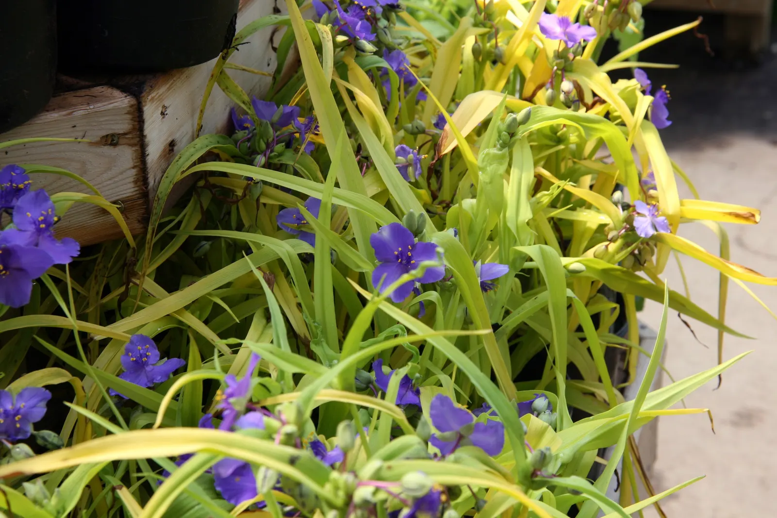 Sweet Kate Spiderwort (Tradescantia 'Sweet Kate') — typically reaching a height of around 12 to 18 inches with a similar spread