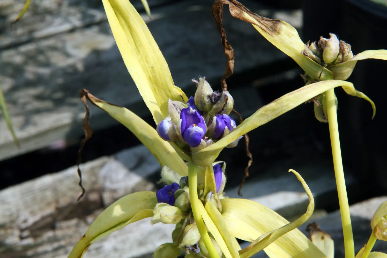 Sweet Kate Spiderwort (Tradescantia 'Sweet Kate') — each approximately an inch wide