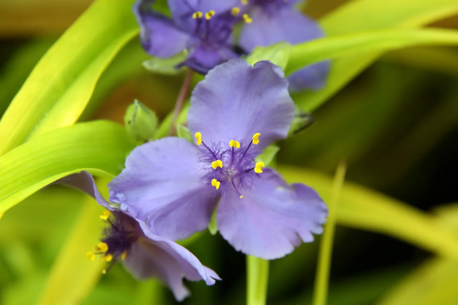 Sweet Kate Spiderwort (Tradescantia 'Sweet Kate') — and along stream banks or ponds