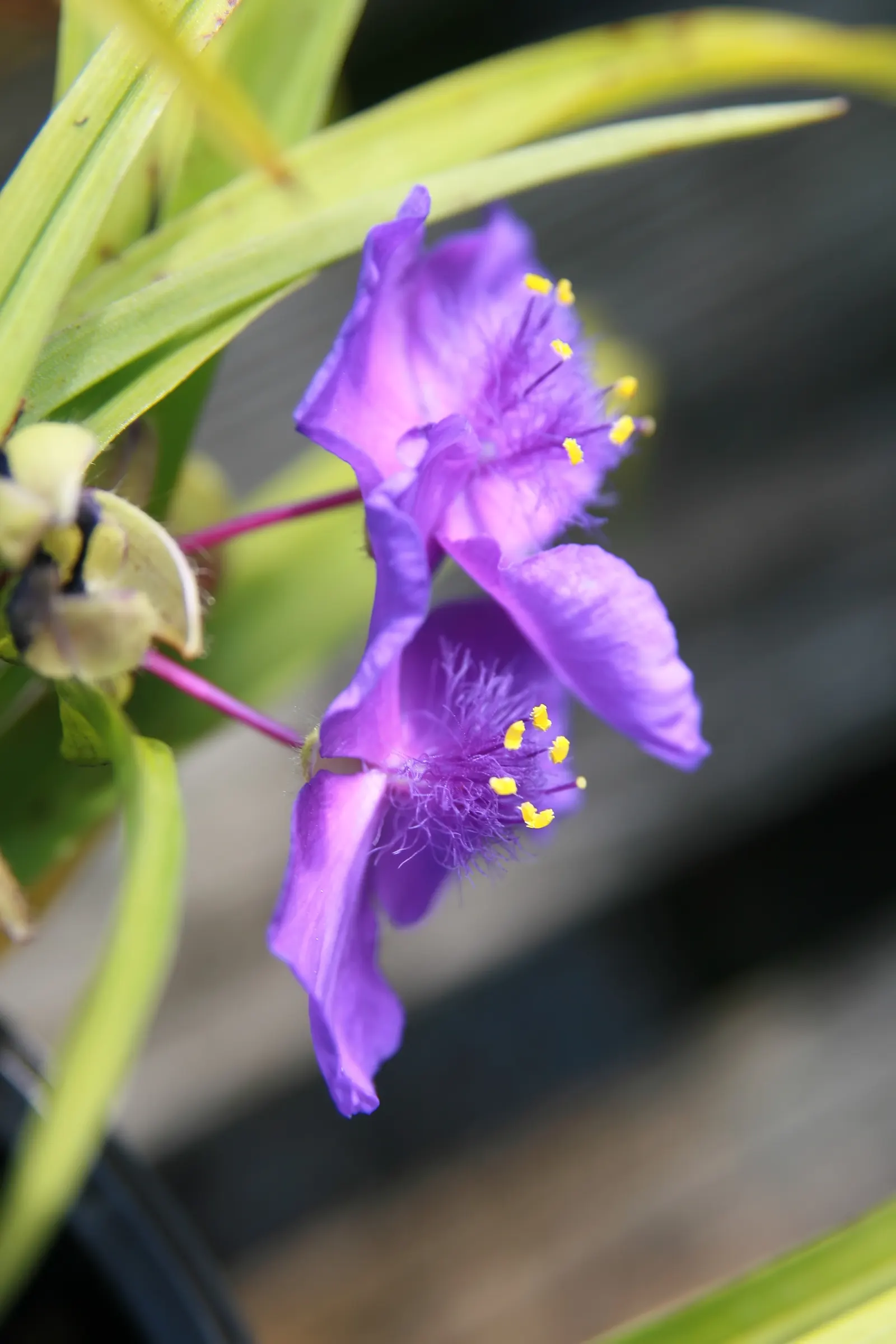 Sweet Kate Spiderwort (Tradescantia 'Sweet Kate') — <br><br>Sweet Kate thrives in USDA hardiness zones 4 through 9, favoring moist but well-drained soil