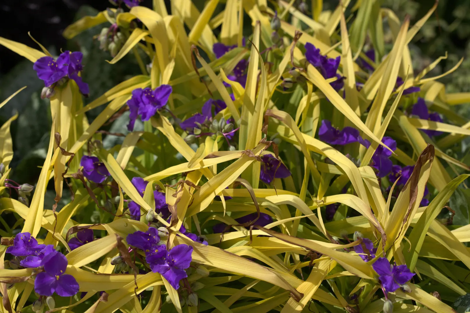 Sweet Kate Spiderwort (Tradescantia 'Sweet Kate') — Sweet Kate Spiderwort can be cut back to the ground in late summer