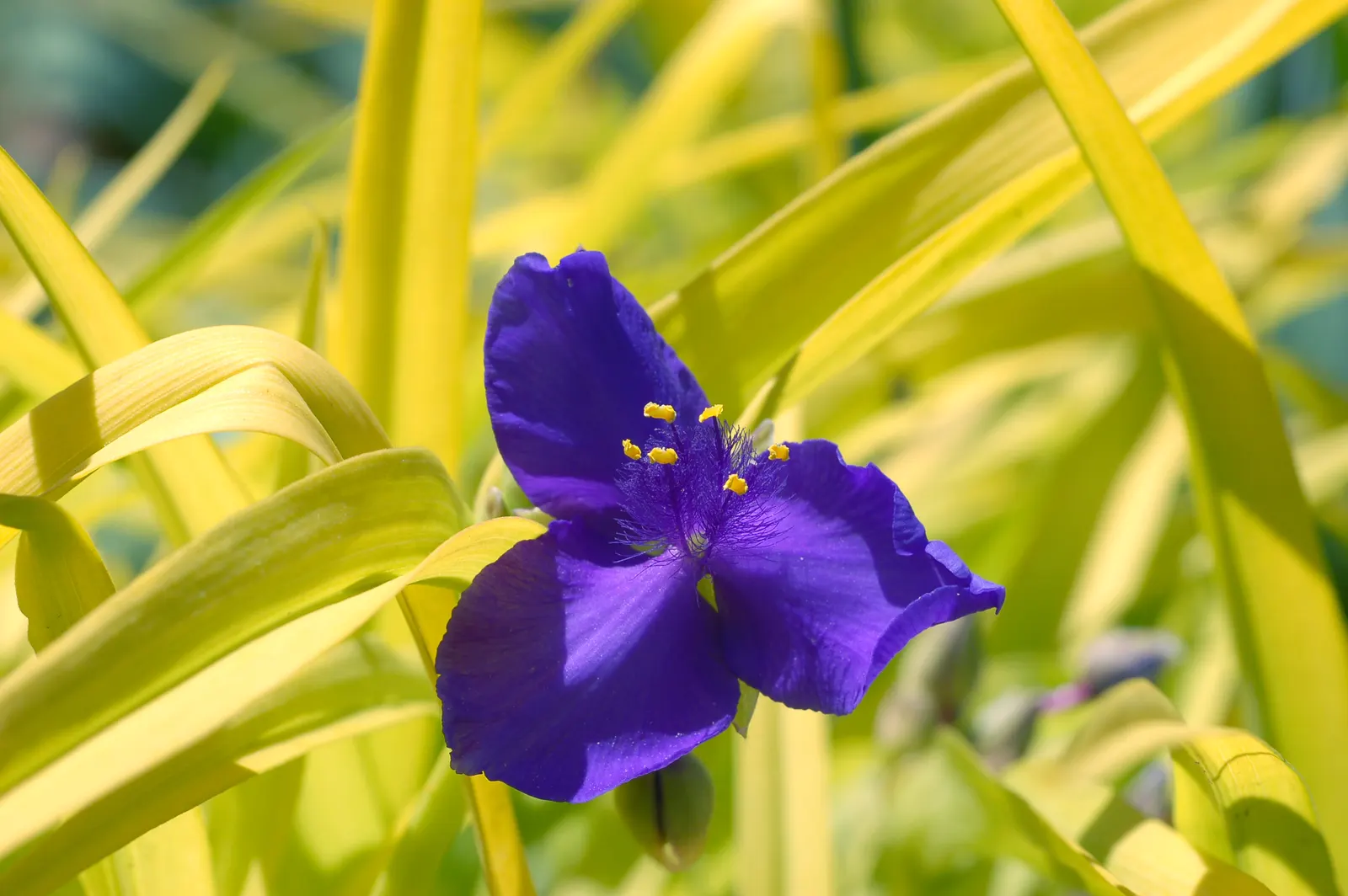Sweet Kate Spiderwort (Tradescantia 'Sweet Kate') — given its preference for damp conditions