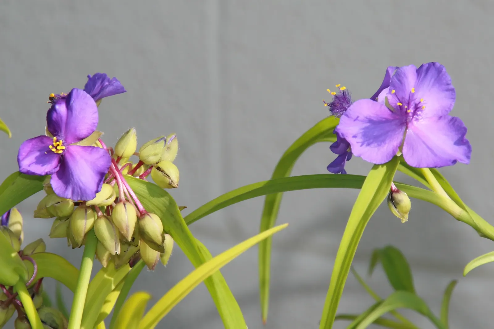 Sweet Kate Spiderwort (Tradescantia 'Sweet Kate') — ensuring that Sweet Kate remains a garden highlight throughout the growing season