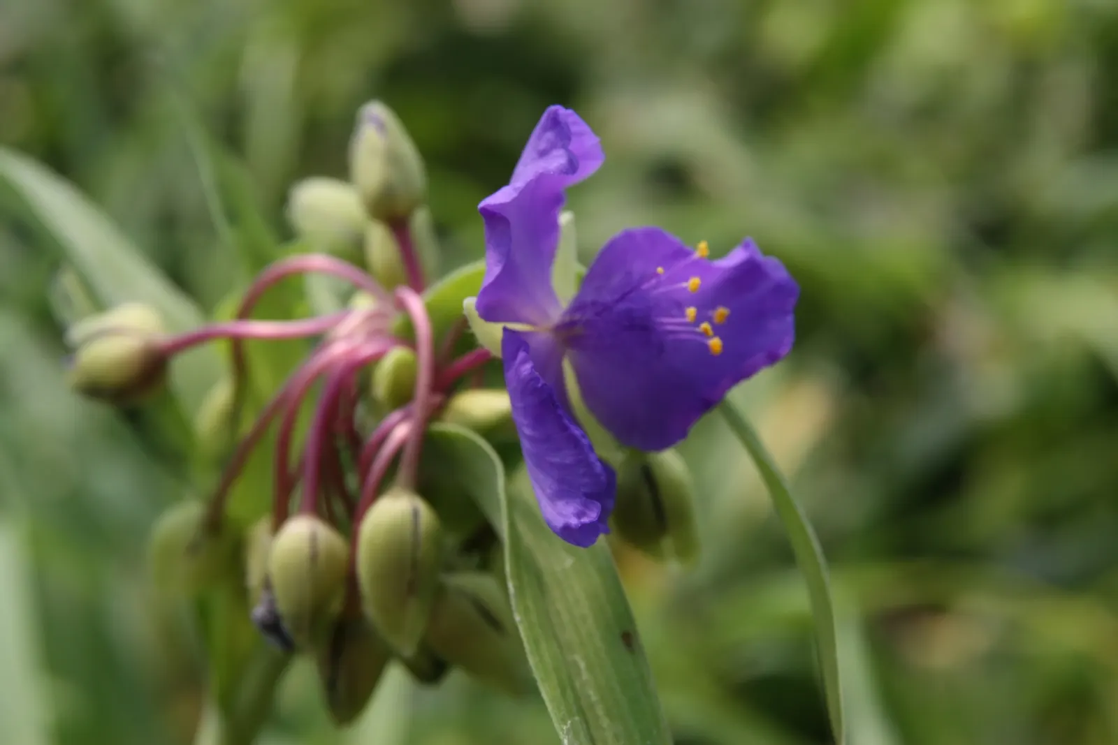 Sweet Kate Spiderwort (Tradescantia 'Sweet Kate') — The Tradescantia 'Sweet Kate' (Sweet Kate Spiderwort) adds vivid contrast with its bright golden-yellow