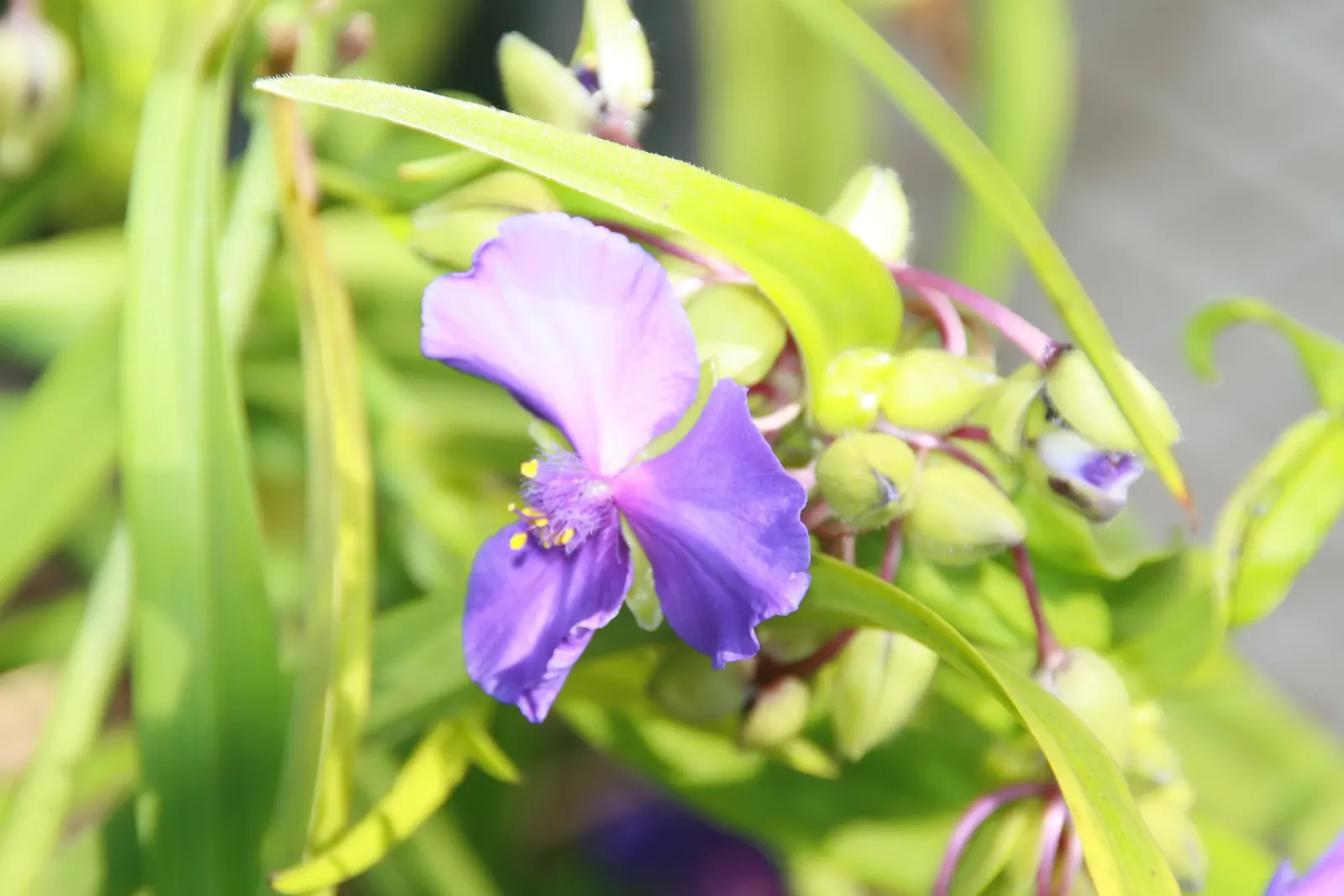 Sweet Kate Spiderwort (Tradescantia 'Sweet Kate') — offering a striking display and attracting pollinators to the landscape