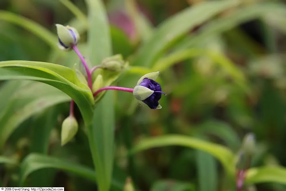 Sweet Kate Spiderwort (Tradescantia 'Sweet Kate') — botanically named Tradescantia 'Sweet Kate'