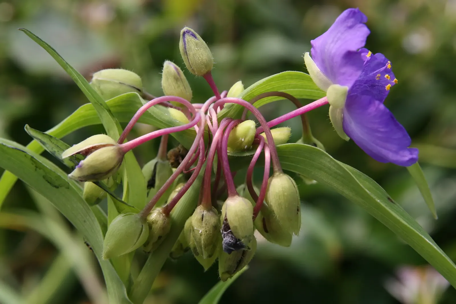 Sweet Kate Spiderwort (Tradescantia 'Sweet Kate') — that bloom from late spring into early summer