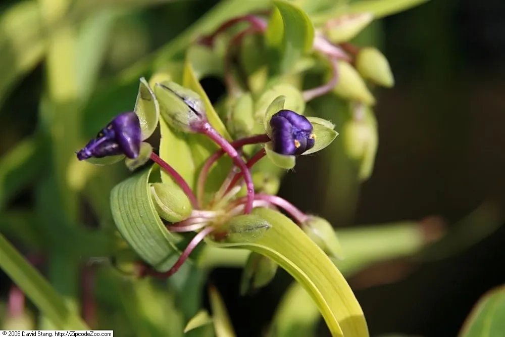 Sweet Kate Spiderwort (Tradescantia 'Sweet Kate') — after flowering has subsided