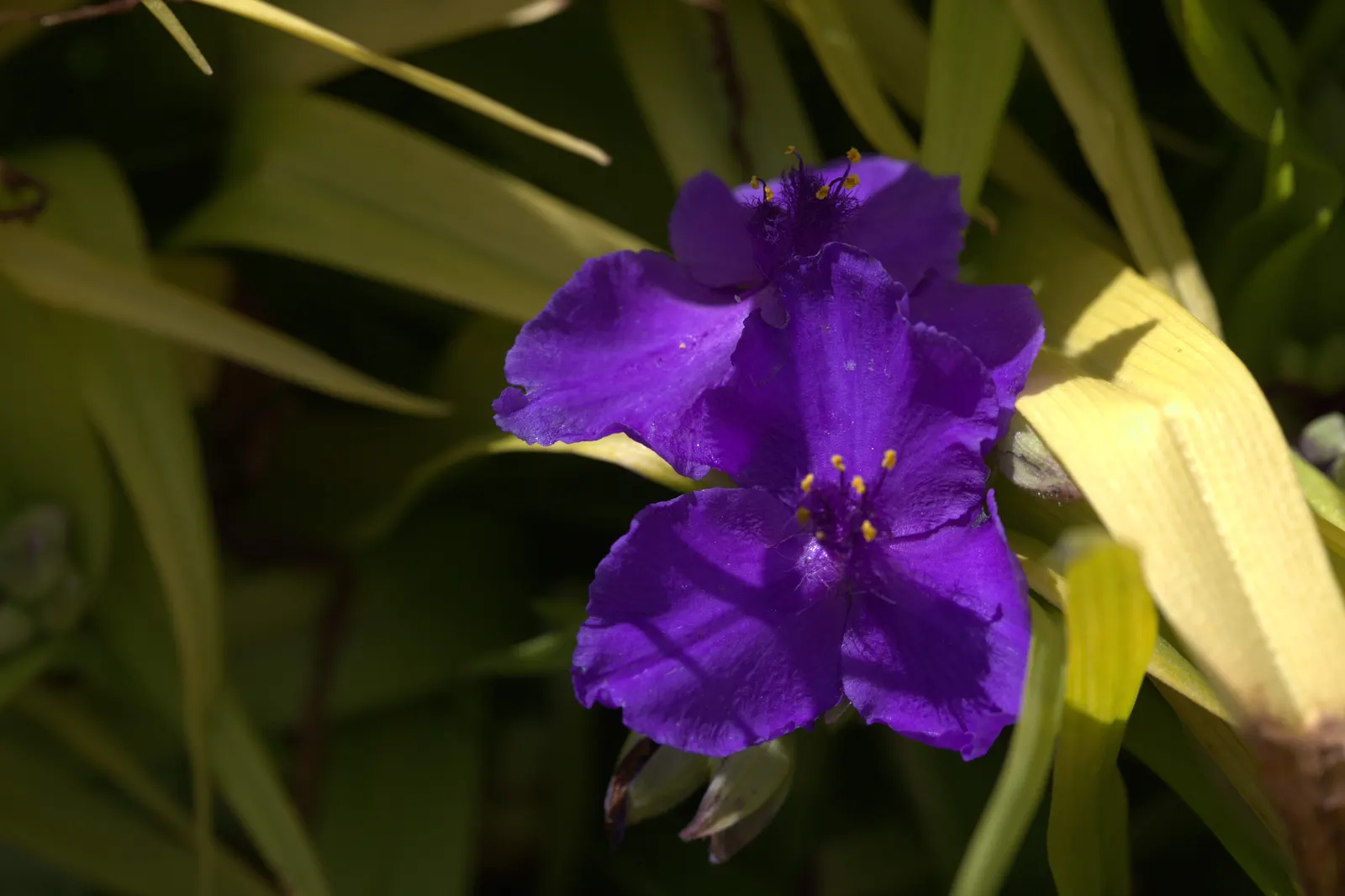 Sweet Kate Spiderwort (Tradescantia 'Sweet Kate') — to encourage a fresh flush of foliage