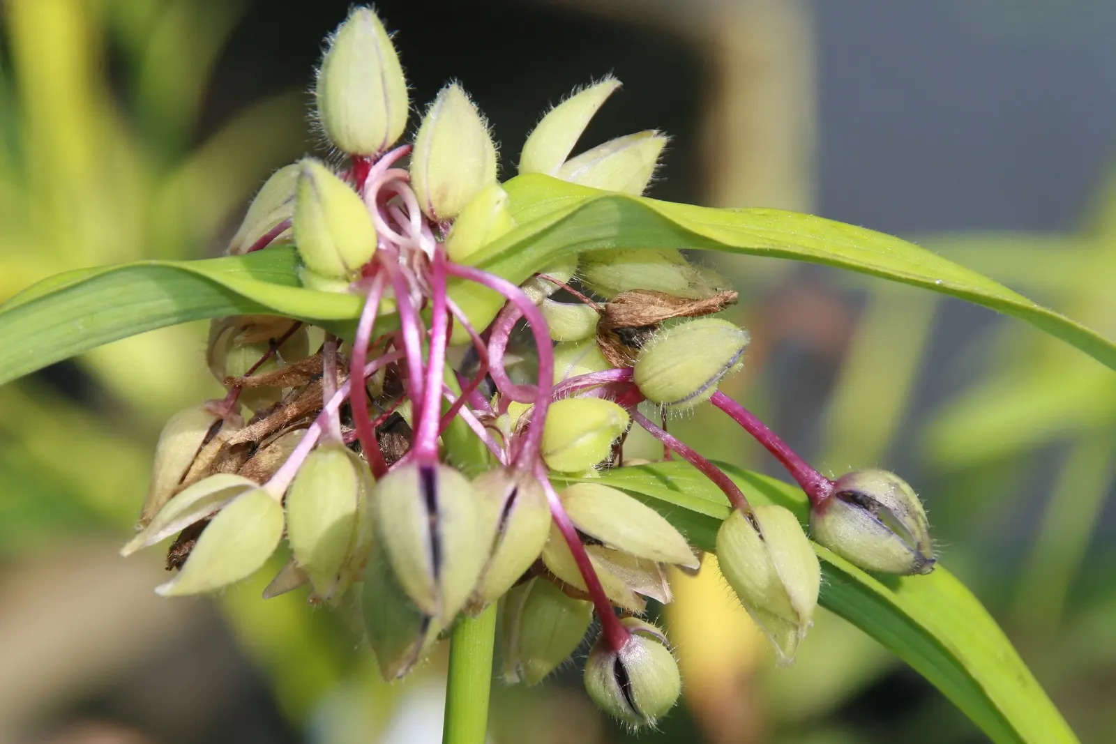 Sweet Kate Spiderwort (Tradescantia 'Sweet Kate') — Reaching 12-18 inches in height with a similar spread